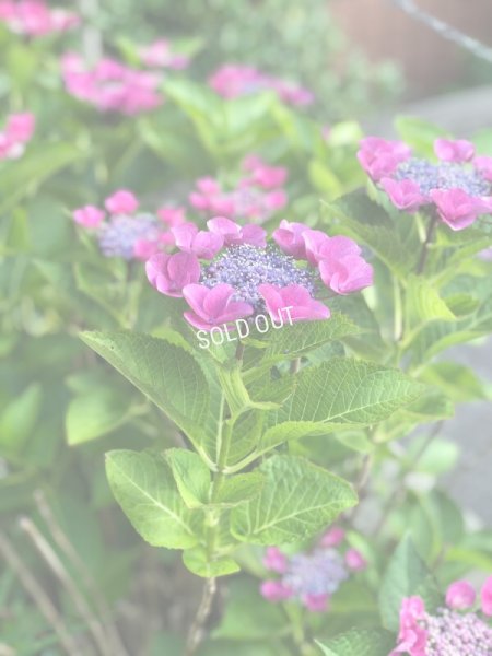 画像1: 商品名　 色変更  (1)
